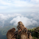 Illustration for article titled Gelada monkeys offer evidence that abortion is part of evolutionary fitness